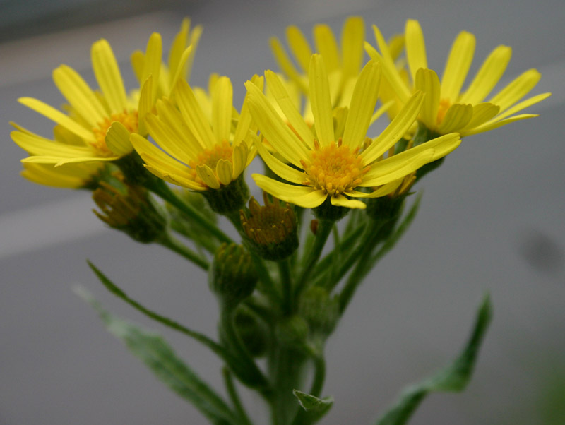 Tephroseris balbisiana / Senecione di Balbis